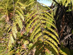 Cyathea medullaris