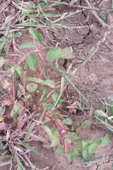 Melochia corchorifolia