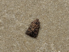 Hypoperigea tonsa