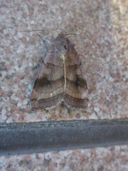 Diarsia deparca