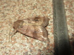 Diarsia deparca