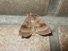 Diarsia deparca
