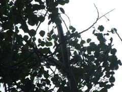 Zonotrichia albicollis