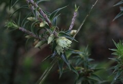 Melichrus urceolatus