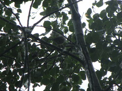 Zonotrichia albicollis
