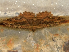 Rheumaptera meadii