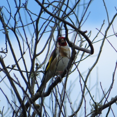 Carduelis carduelis britannica