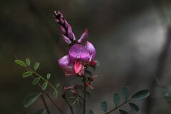 Indigofera australis