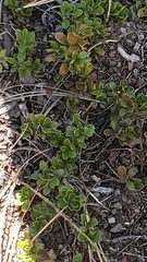 Arctostaphylos uva-ursi