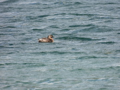 Poliocephalus rufopectus