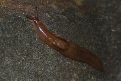 Ambigolimax valentianus