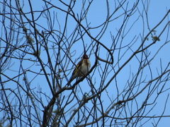 Carduelis carduelis britannica