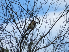 Carduelis carduelis britannica