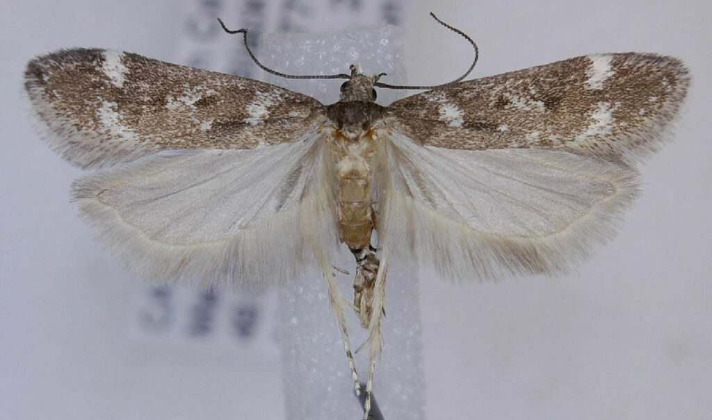 Spring Oak Leafroller Moth