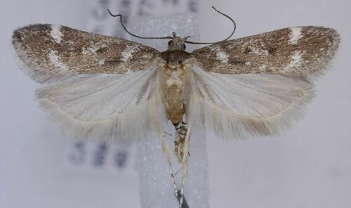 Spring Oak Leafroller Moth