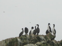 Leucocarbo bougainvillii