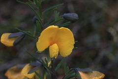 Gompholobium latifolium