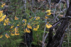 Gompholobium latifolium
