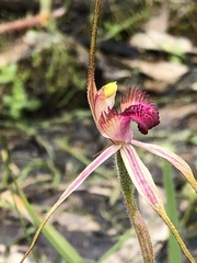Caladenia versicolor