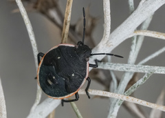 Chlorochroa