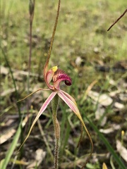 Caladenia versicolor