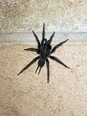 Australothele nambucca