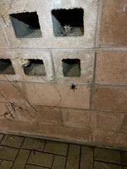 Australothele nambucca