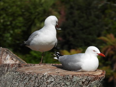 Chroicocephalus novaehollandiae scopulinus