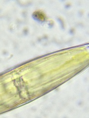 Naviculales