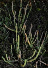 Ambrosia bidentata