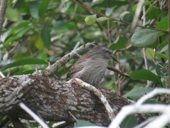 Campylorhynchus yucatanicus