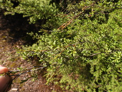 Kunzea ericoides