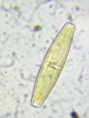 Naviculales