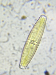 Naviculales