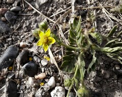 Sibbaldianthe bifurca