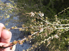 Kunzea tenuicaulis