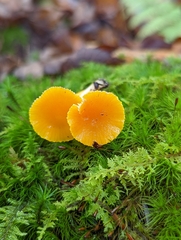 Hygrocybe ceracea