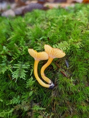 Hygrocybe ceracea