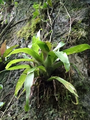 Bromeliaceae