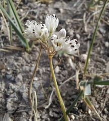 Allium polyrhizum
