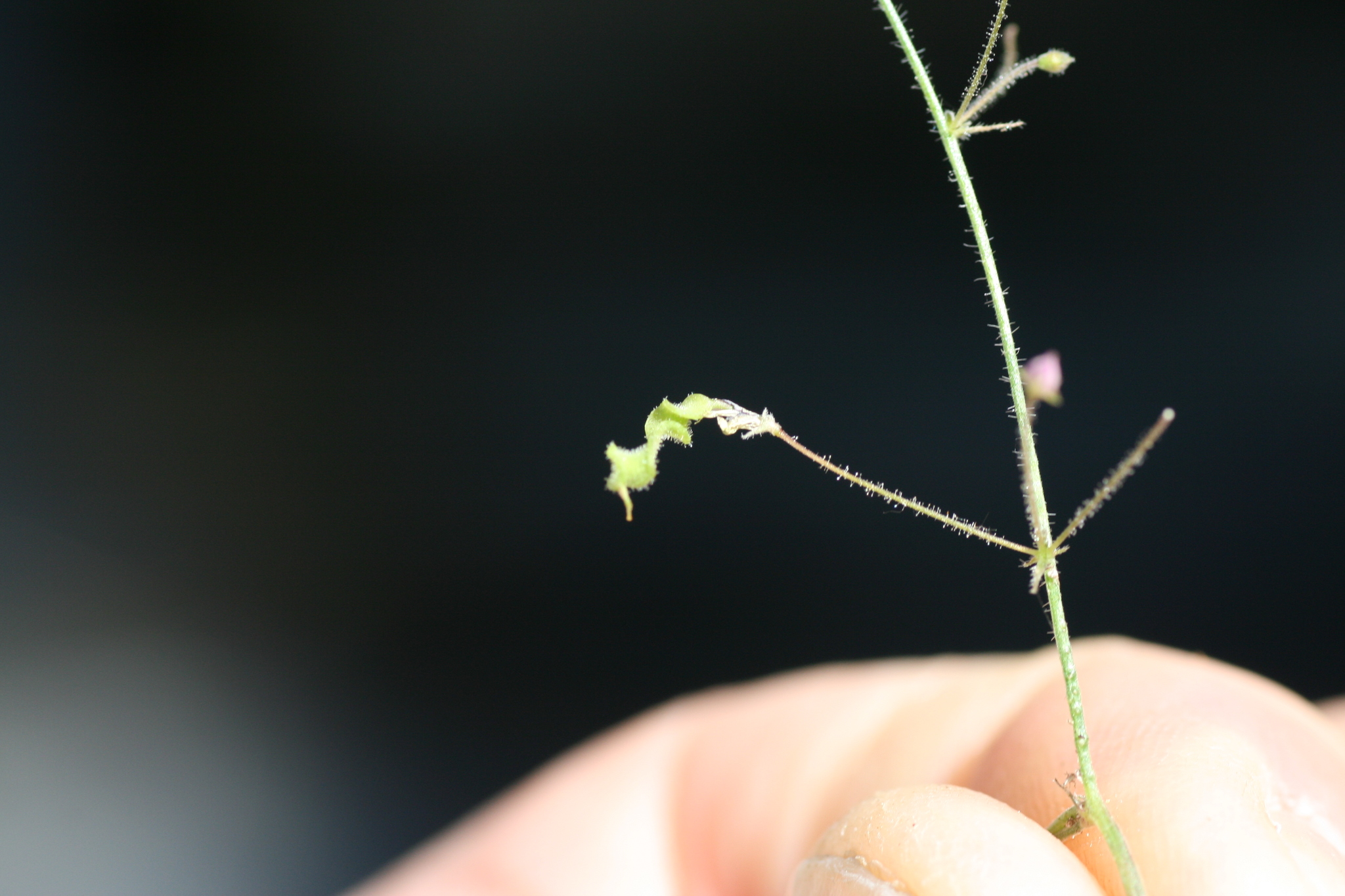 Desmodium procumbens var. exiguum
