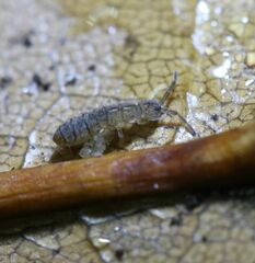 Isotomurus