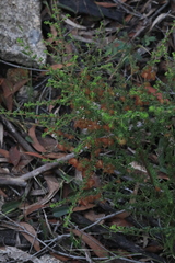 Dodonaea hirsuta