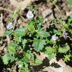 Veronica plebeia