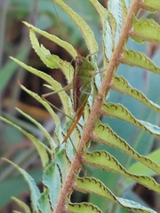 Conocephalus saltator