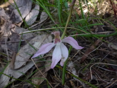 Caladenia prolata