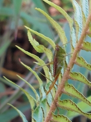 Conocephalus saltator