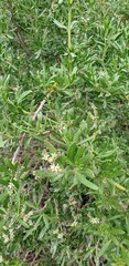 Nitraria billardierei