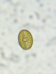 Bacillariophycidae
