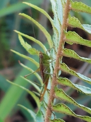 Conocephalus saltator